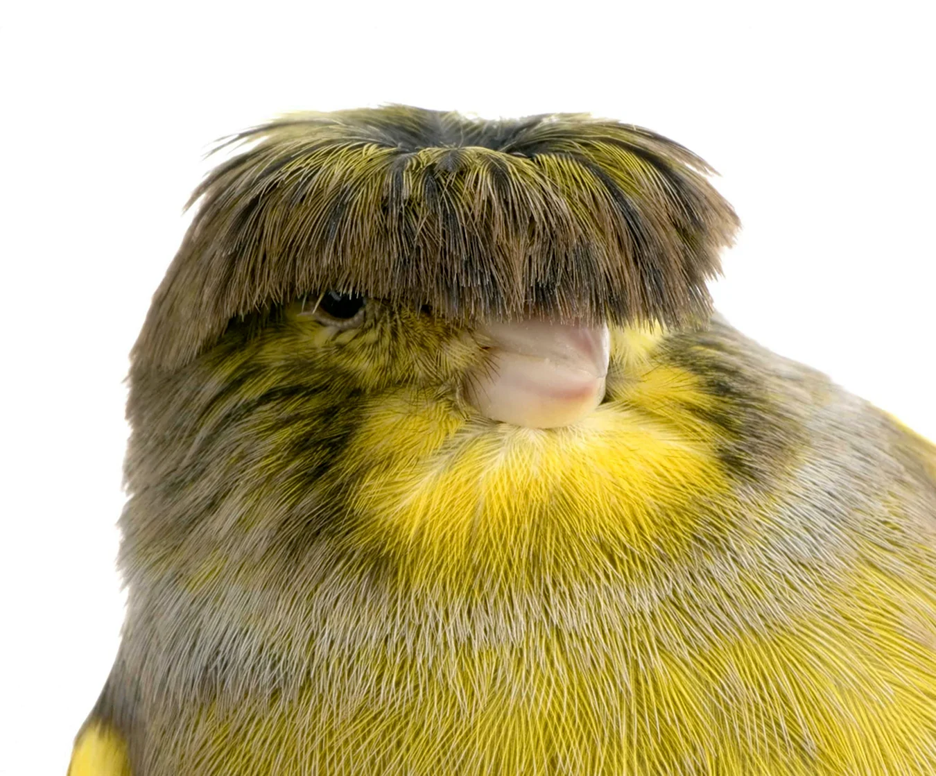 Птица с прической на голове