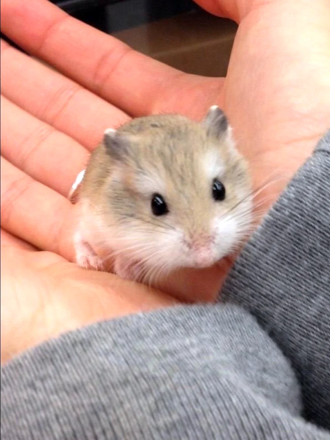 Хомяк джунгарик