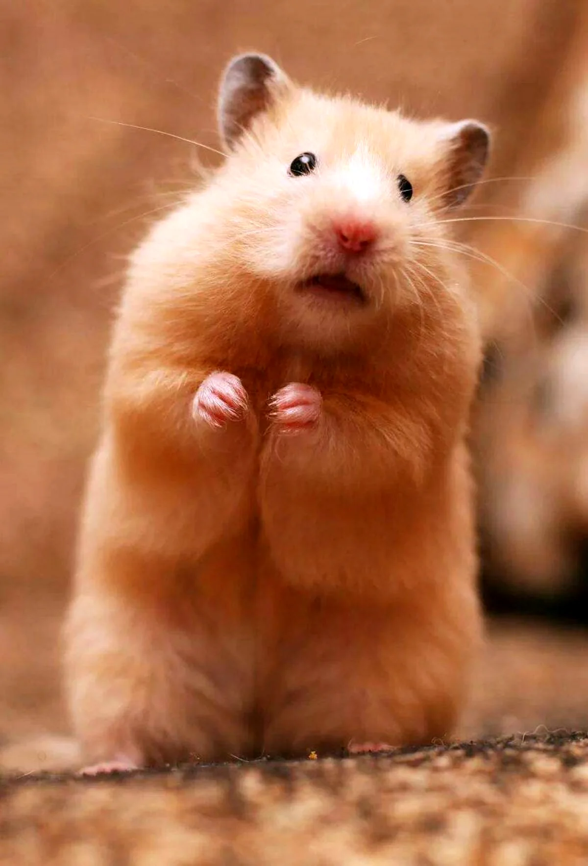 Der hamster