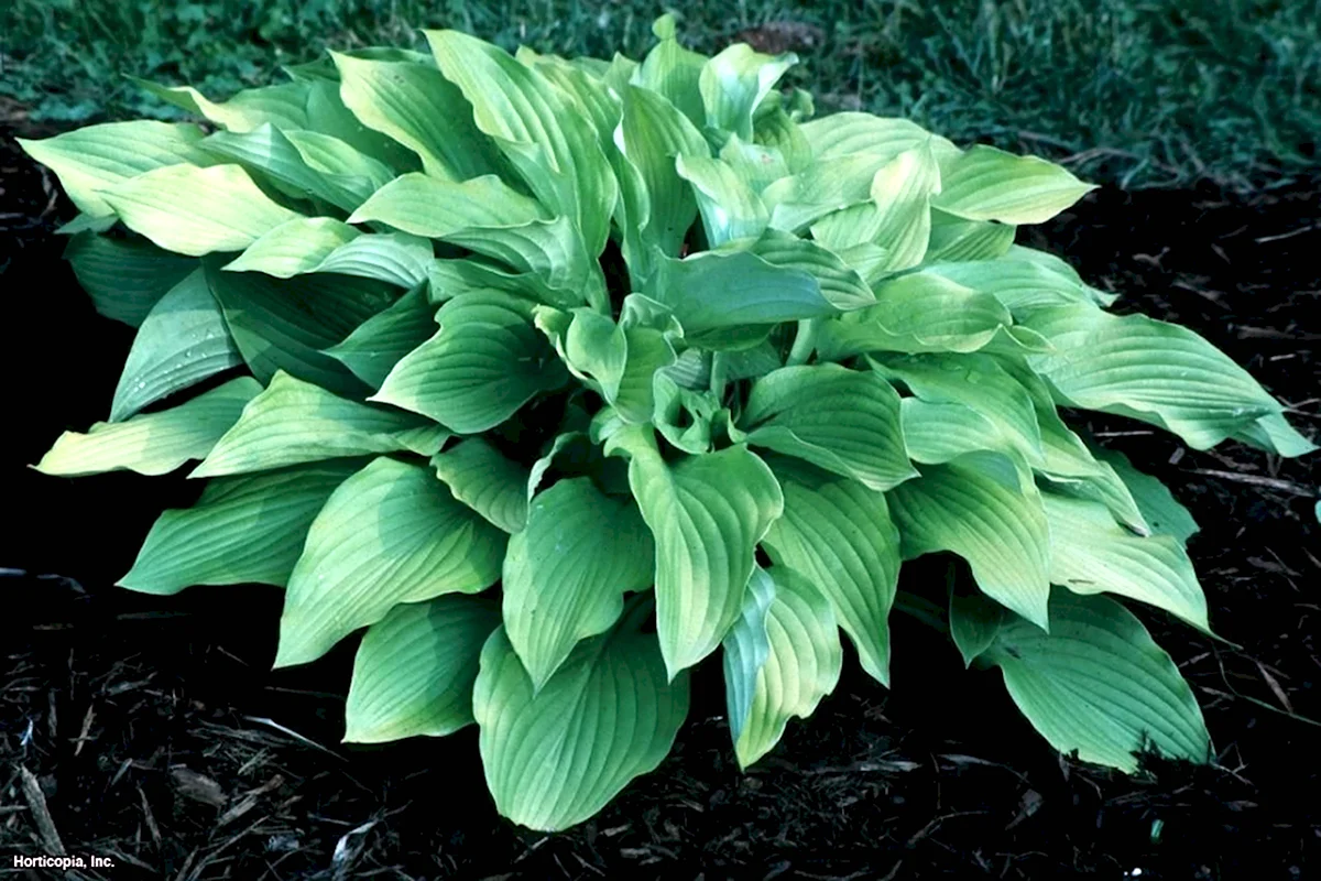 Хоста Аугуст Мун