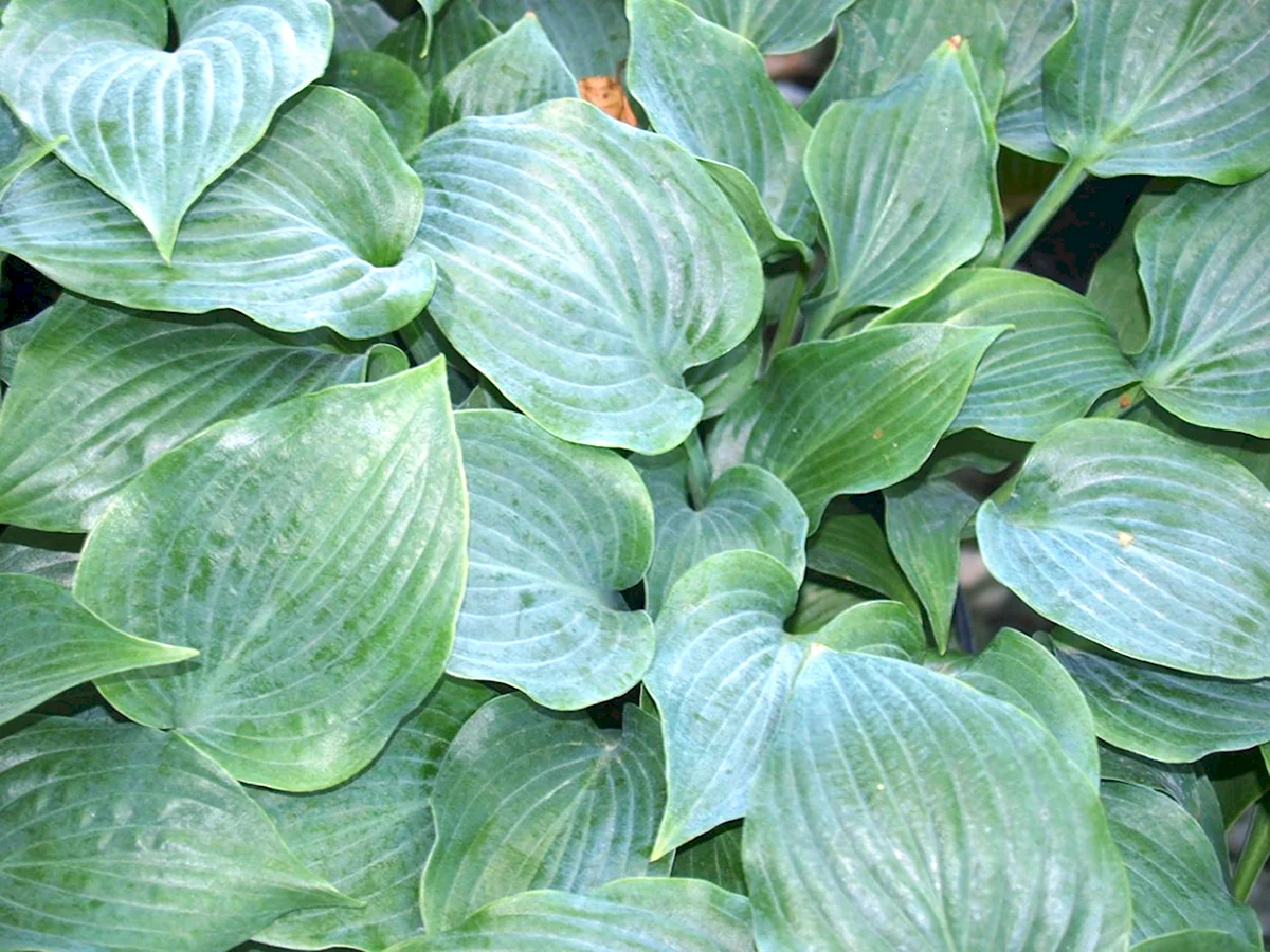 Хоста вздутая Hosta ventricosa
