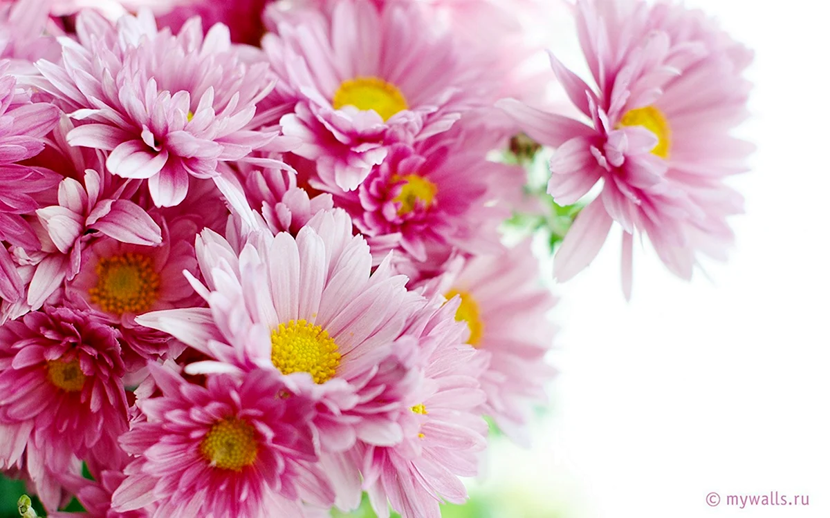 Хризантемы