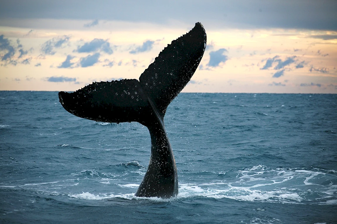 Китовый хвост