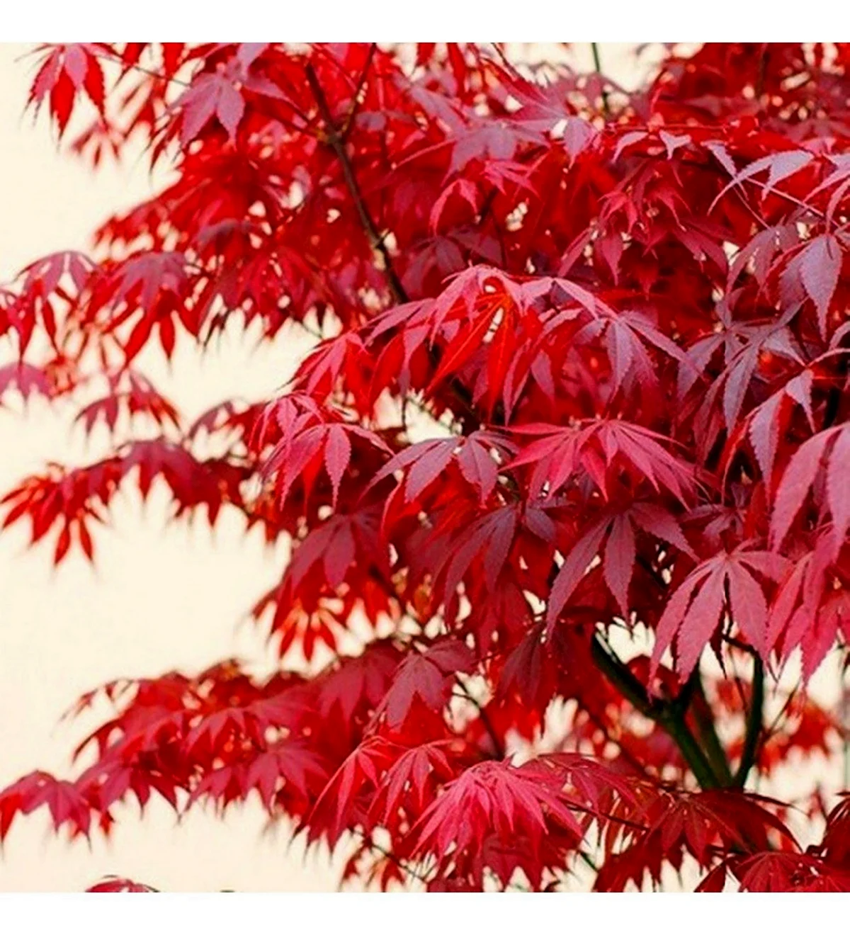 Клен Acer palmatum Atropurpureum