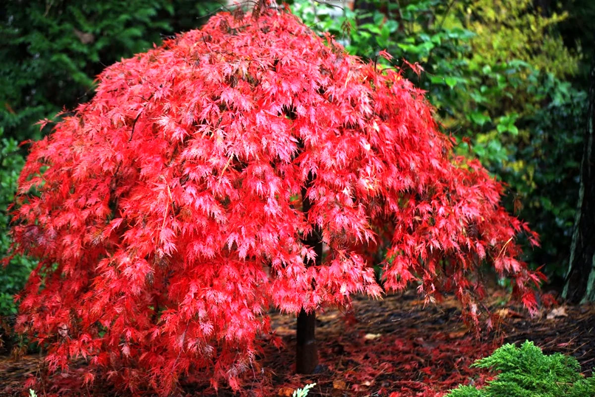 Клен Acer palmatum Atropurpureum