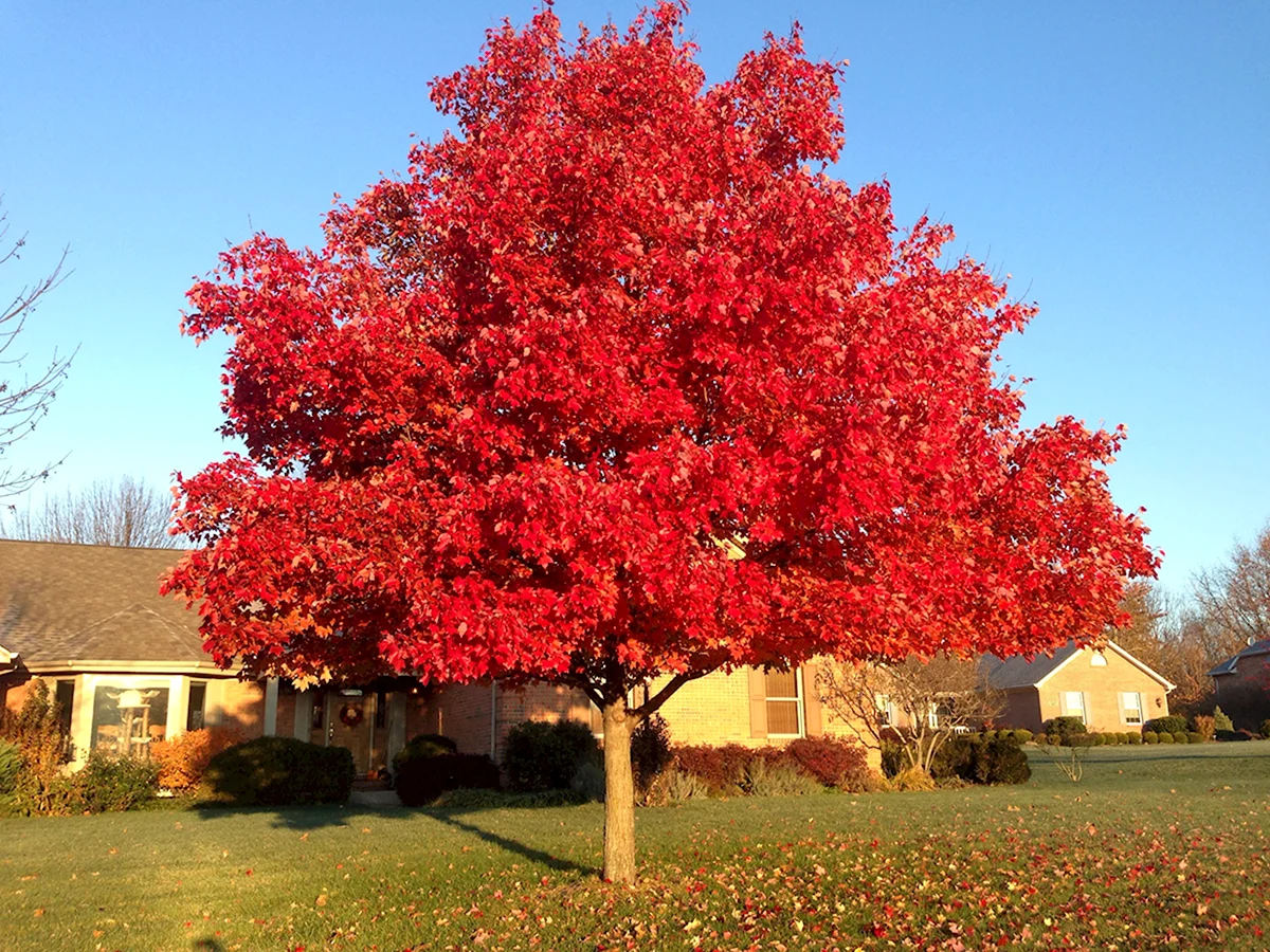 Клен красный Acer rubrum