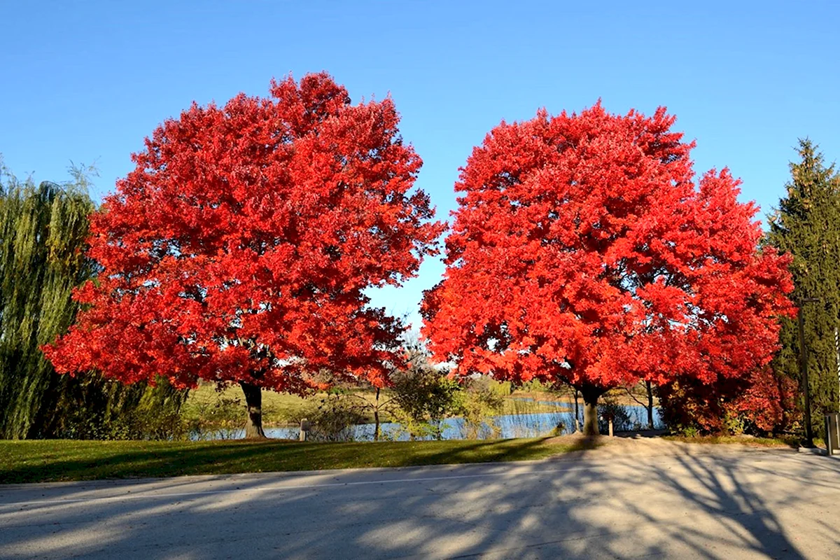 Клен красный Acer rubrum
