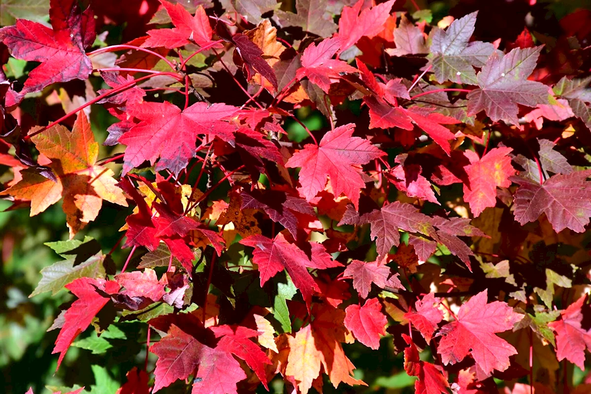 Клен красный Acer rubrum