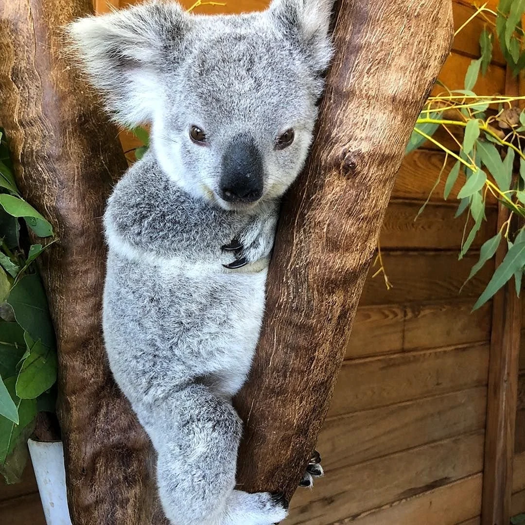 Коала