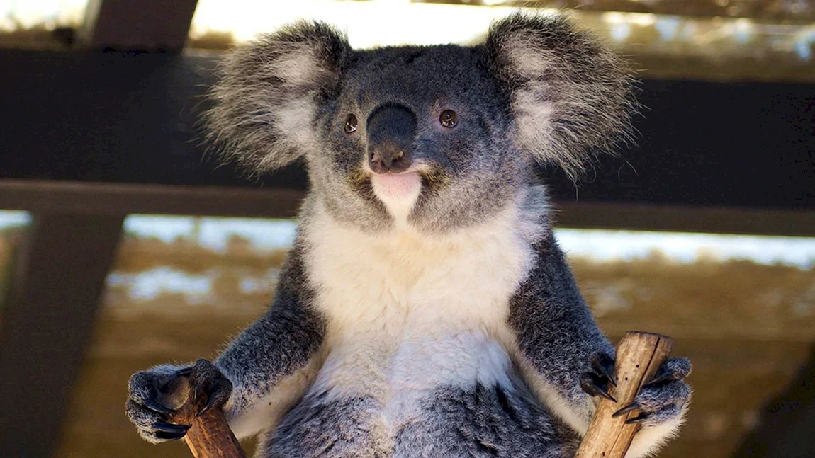 Коала