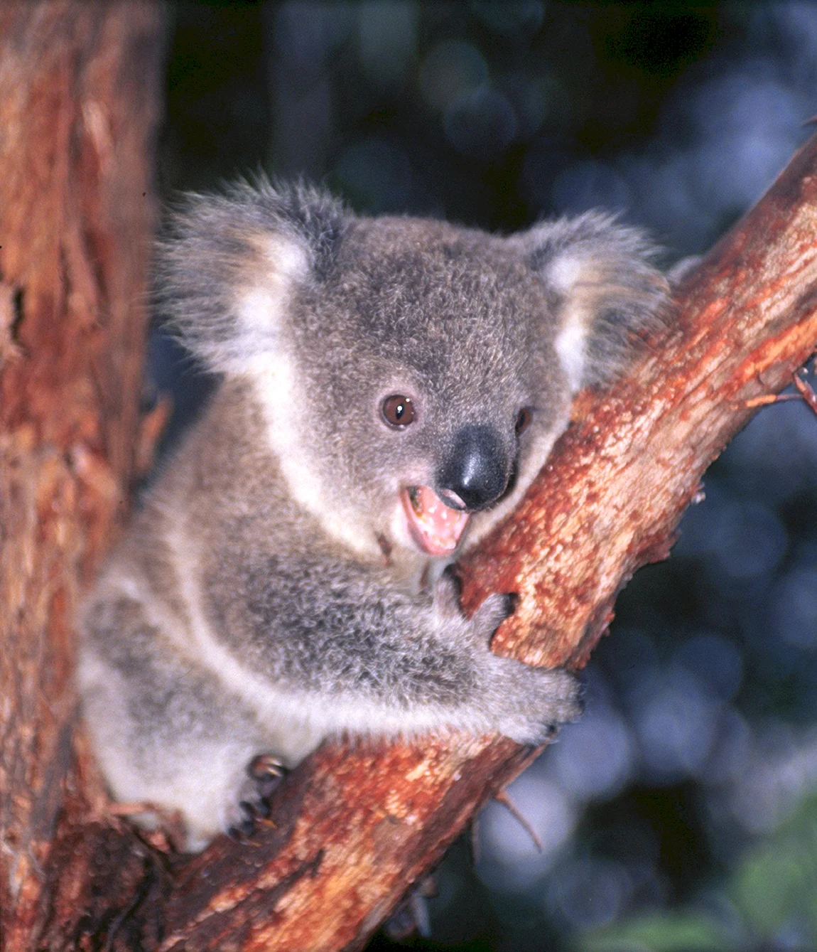 Коала