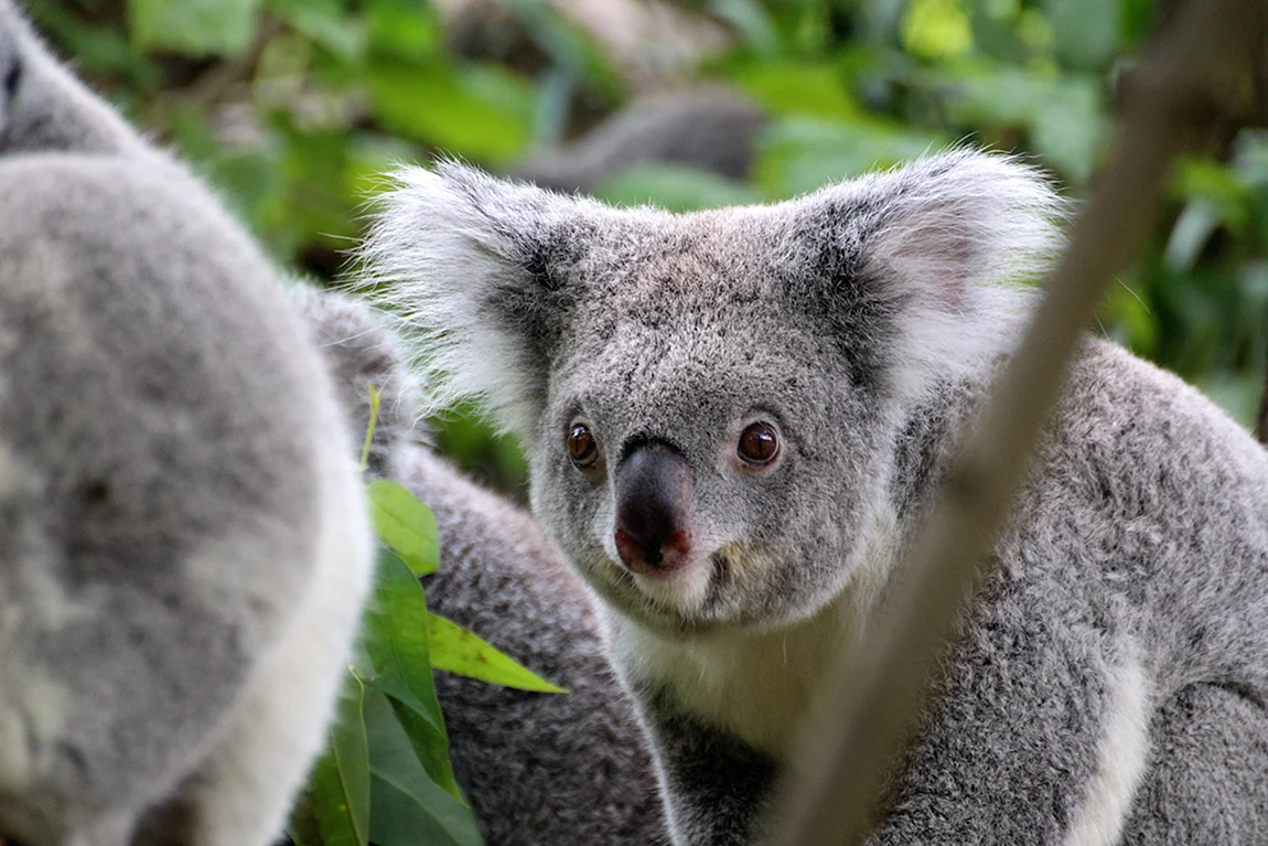 Коала