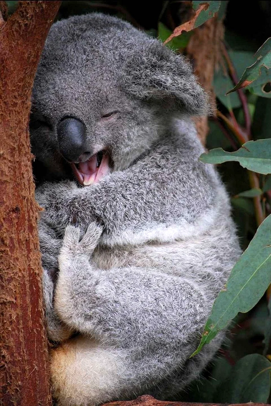 Коала