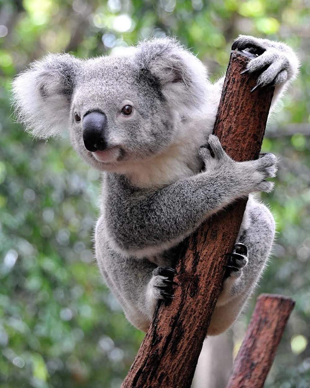 Коала