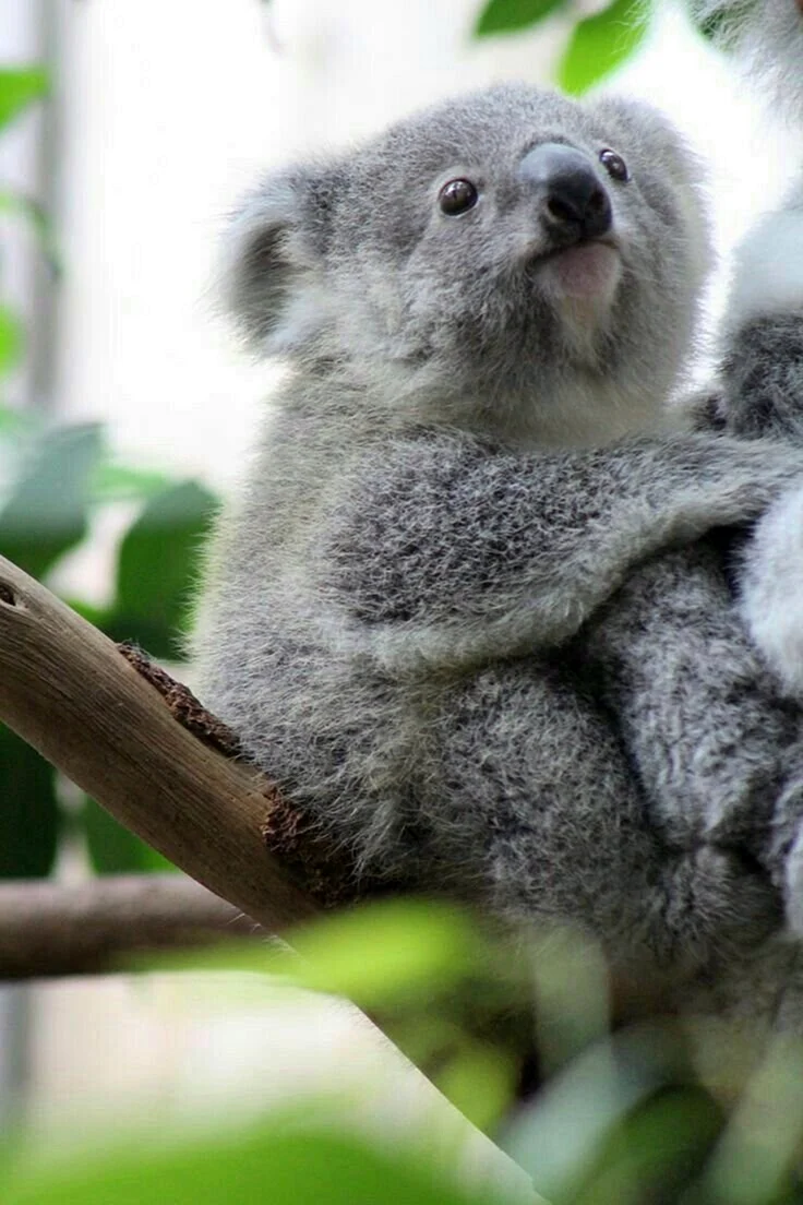 Коала