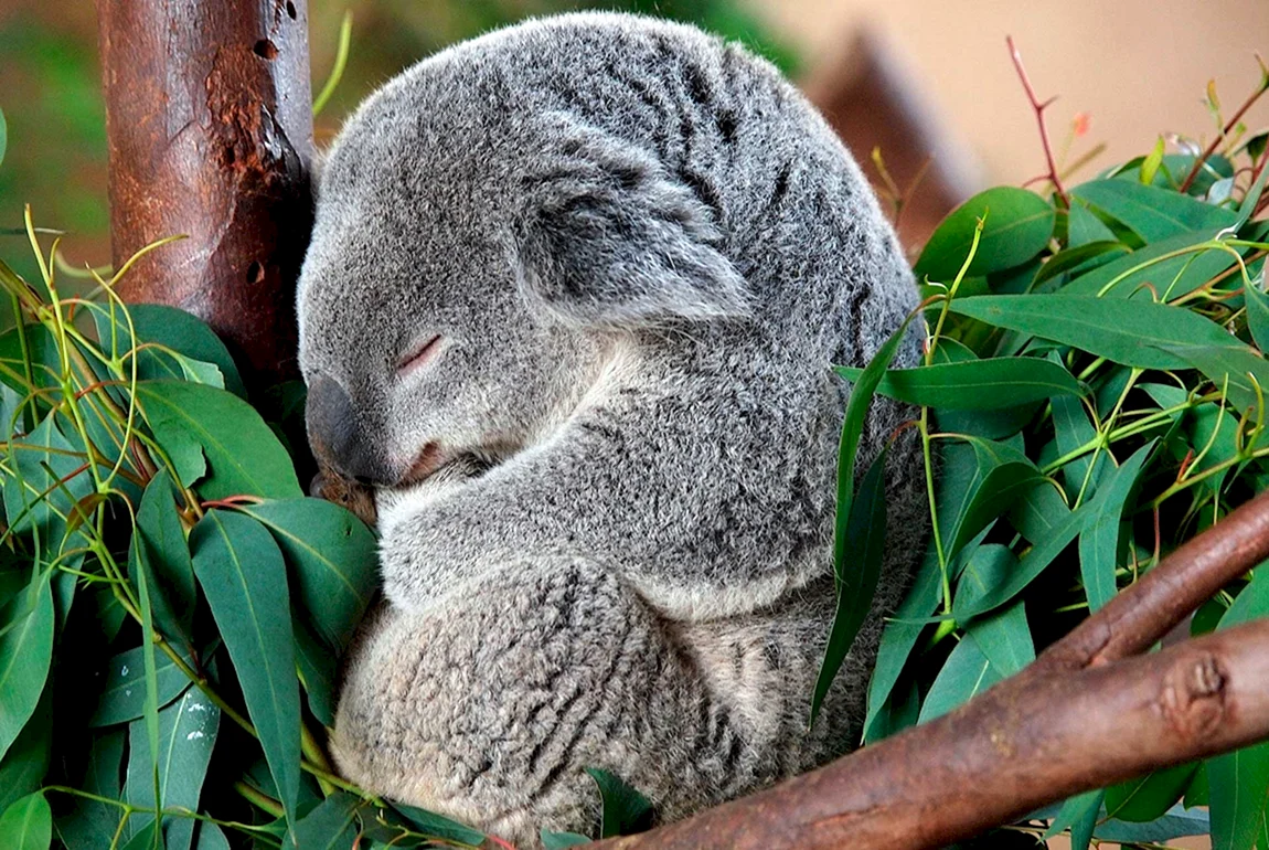 Коала