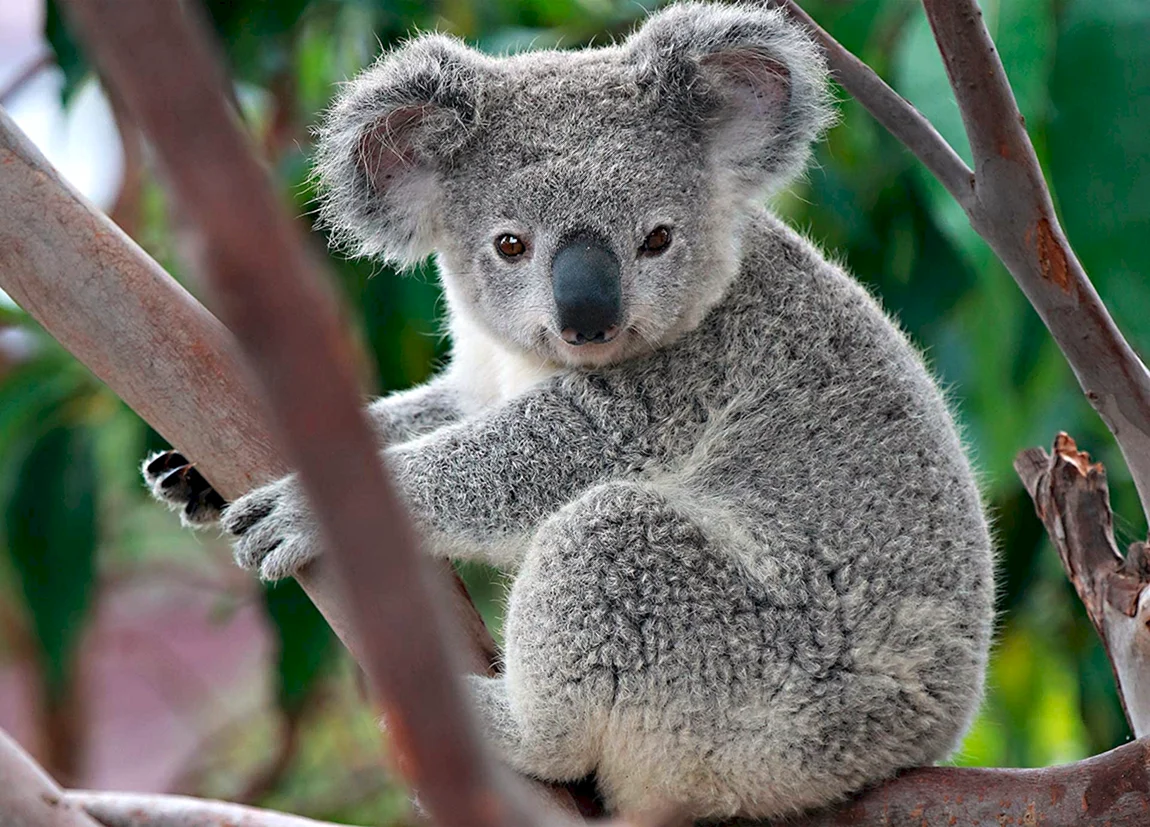 Коала