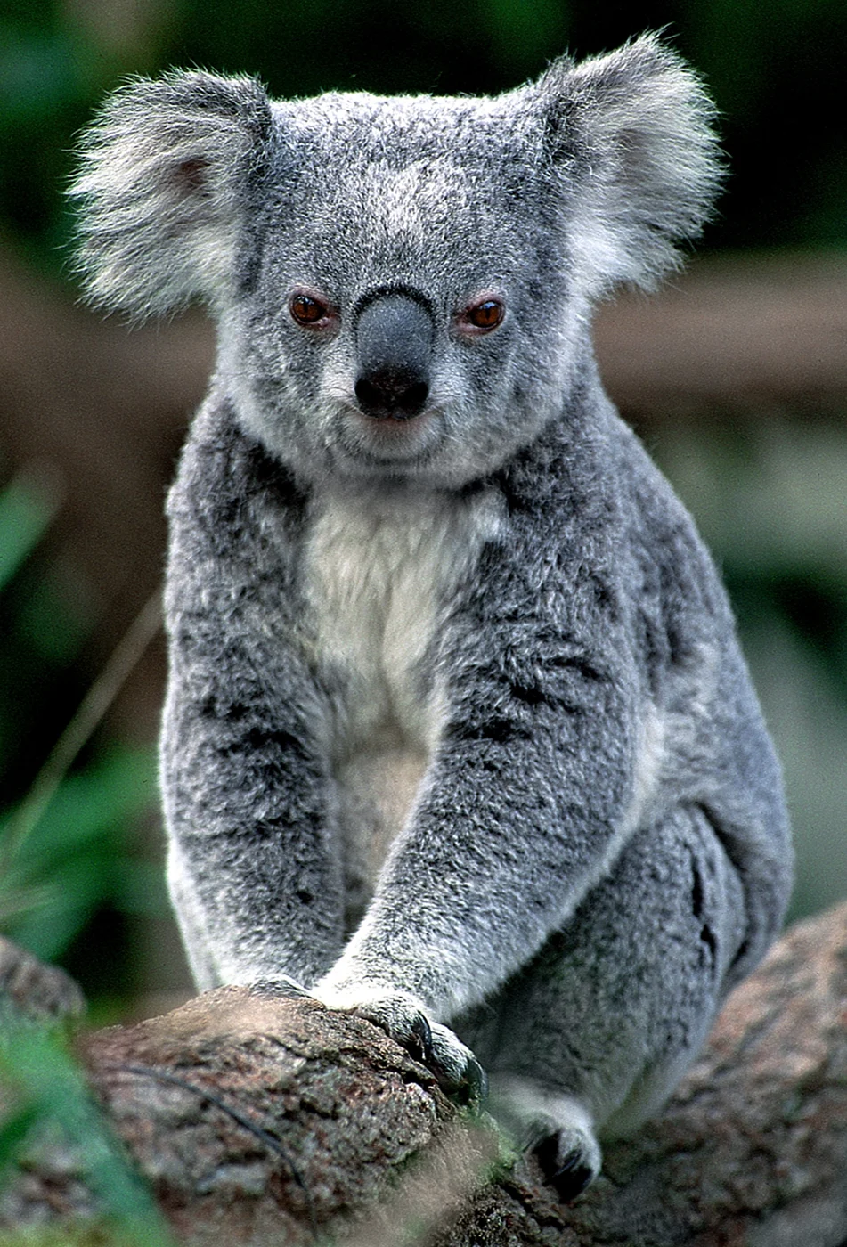 Коала