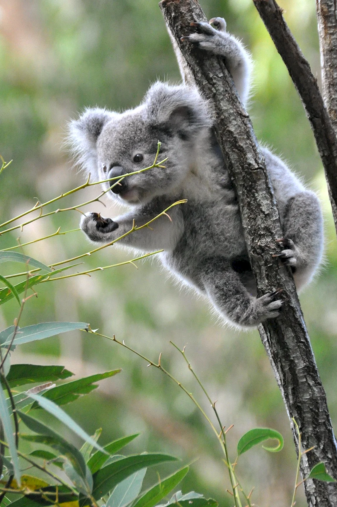 Коала