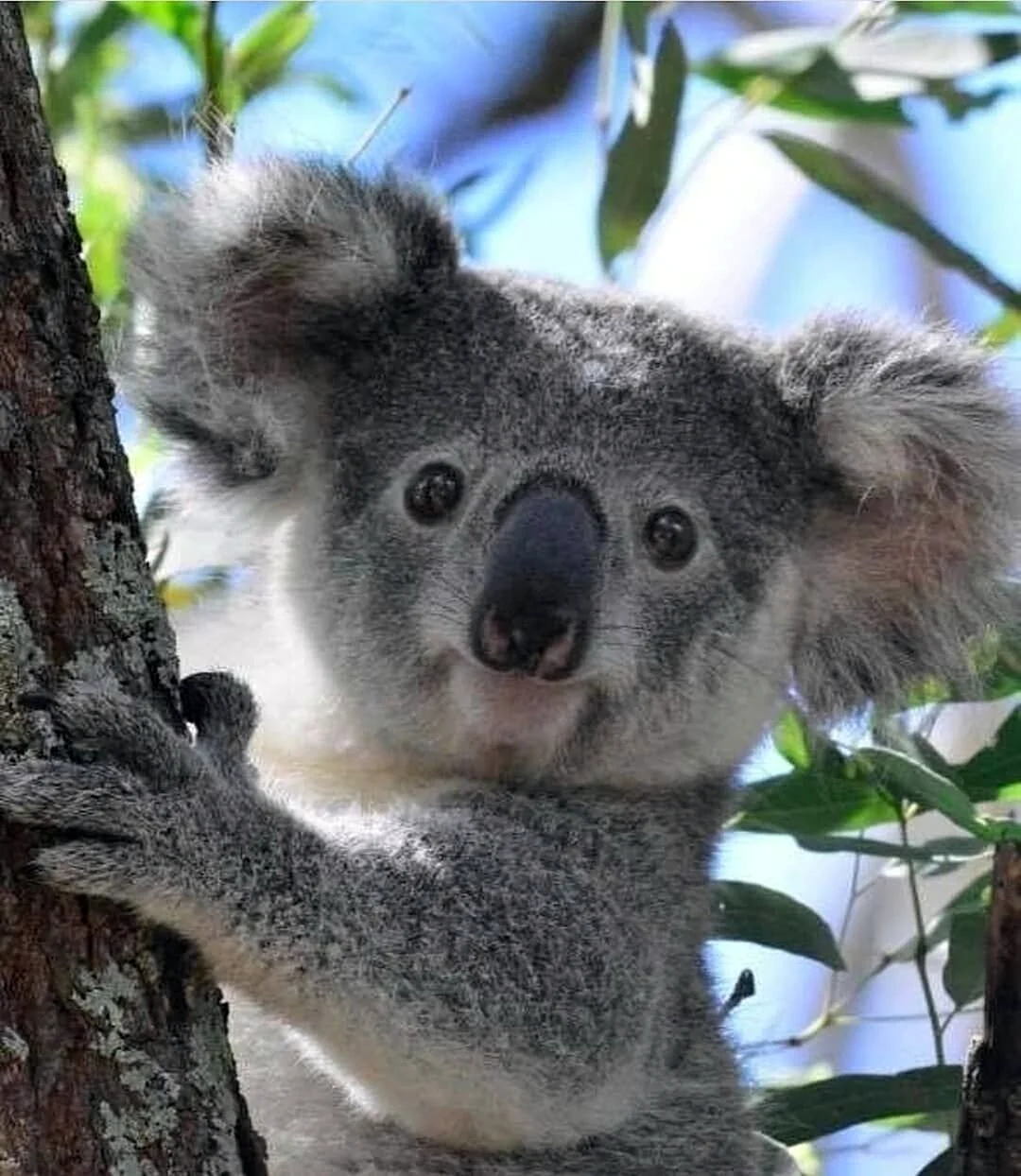 Коала
