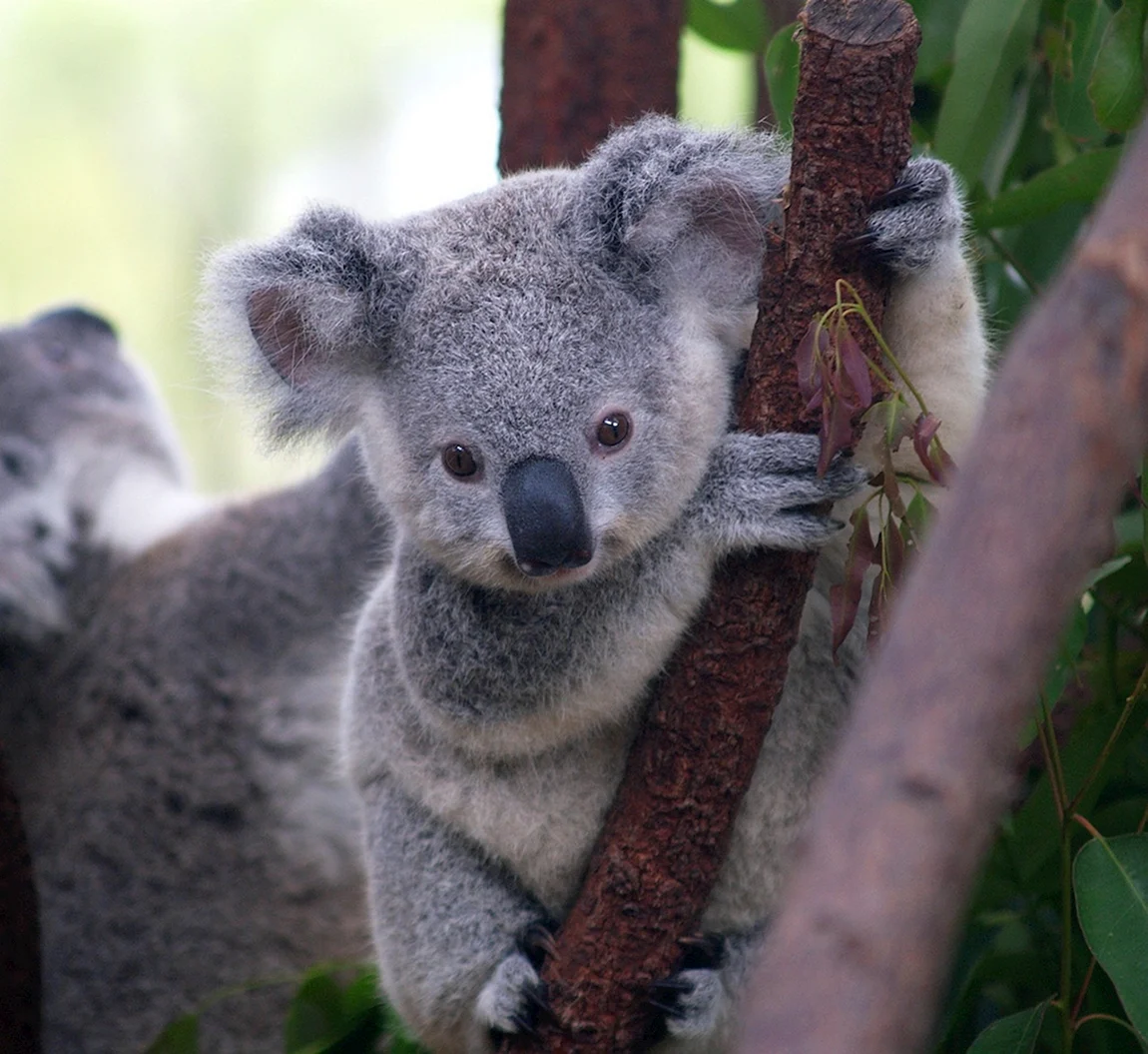 Коала