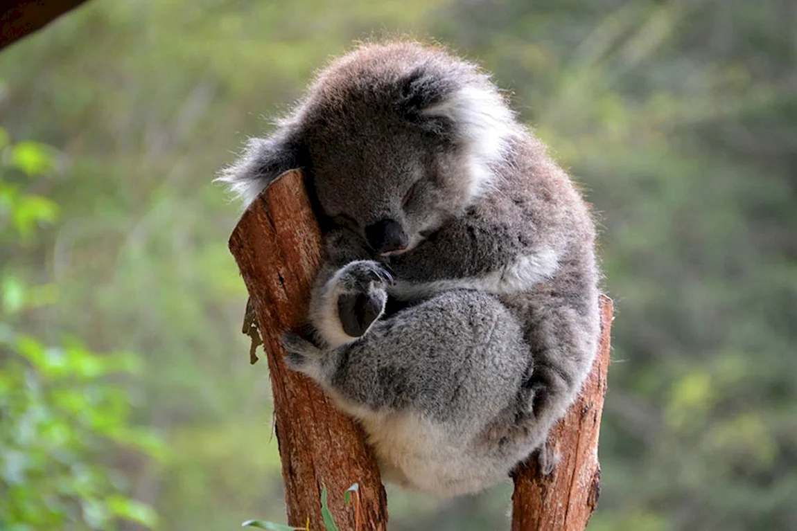 Коала