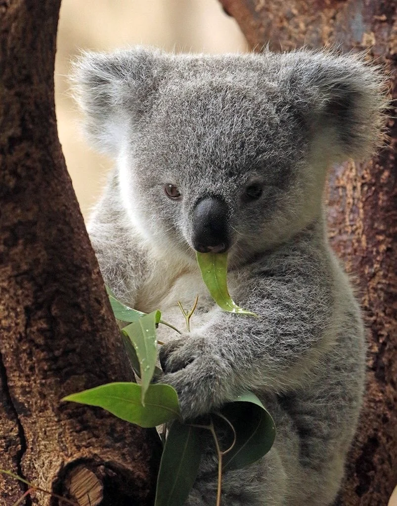 Коала