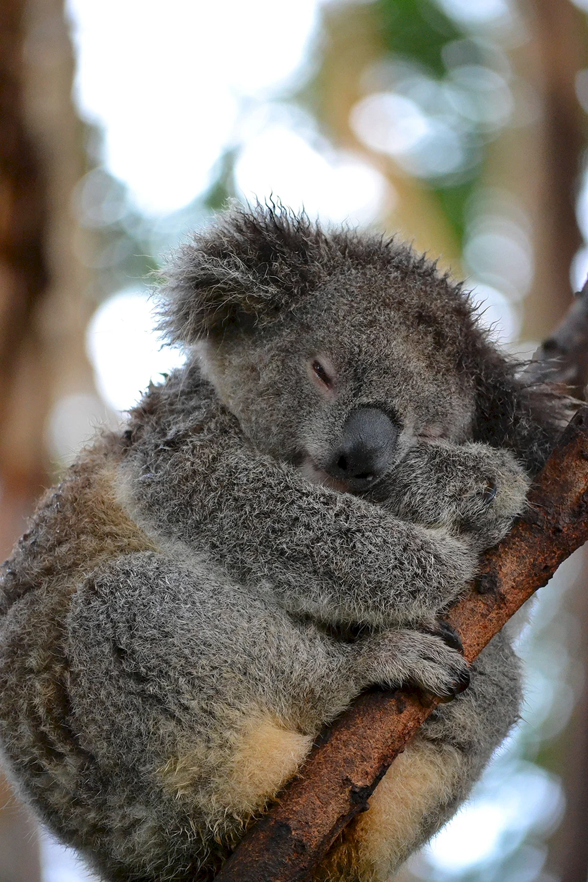 Коала