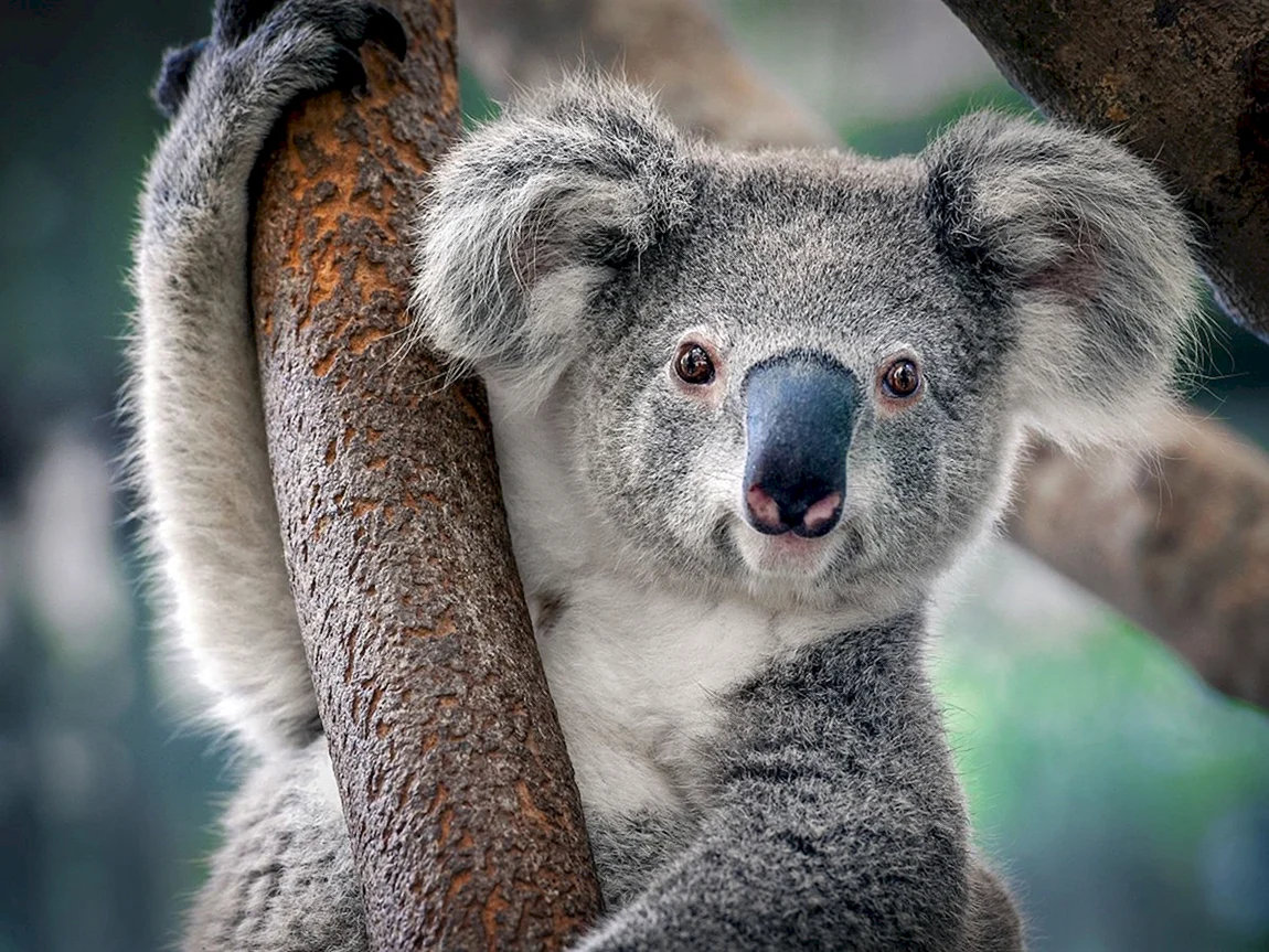 Коала