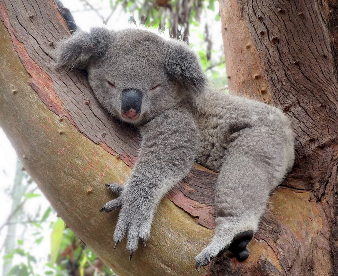 Коала и Ленивец