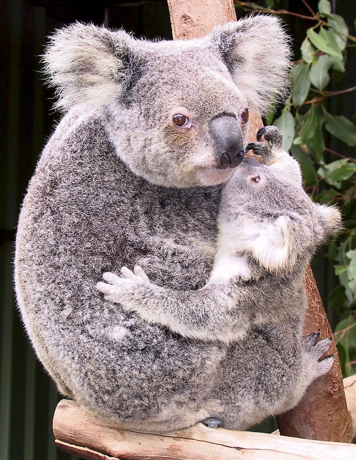 Коала сумчатое