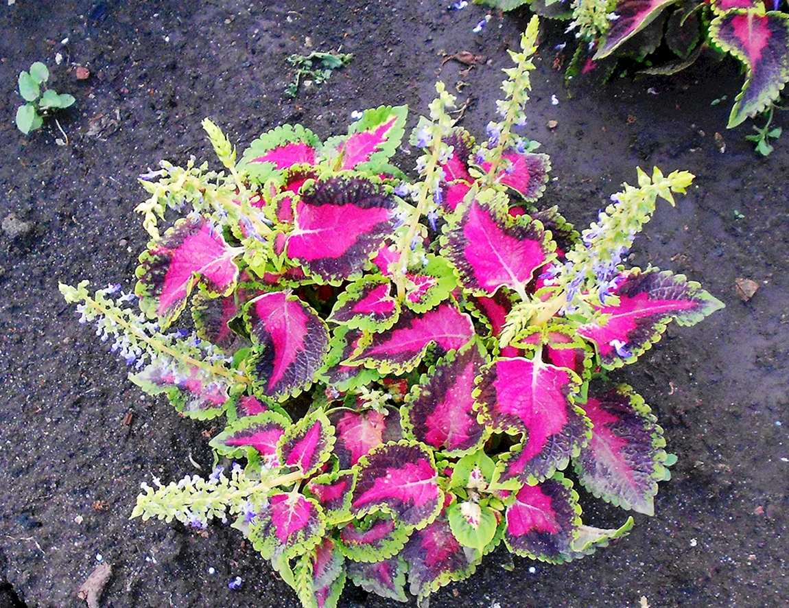 Колеус Red Croton. Колеус Ренельта Coleus rehneltianus. Колеус и цинерария. Колеус Red Croton II.