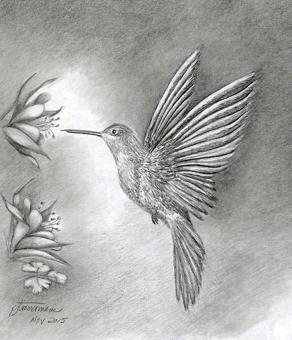 Колибри рисунок карандашом