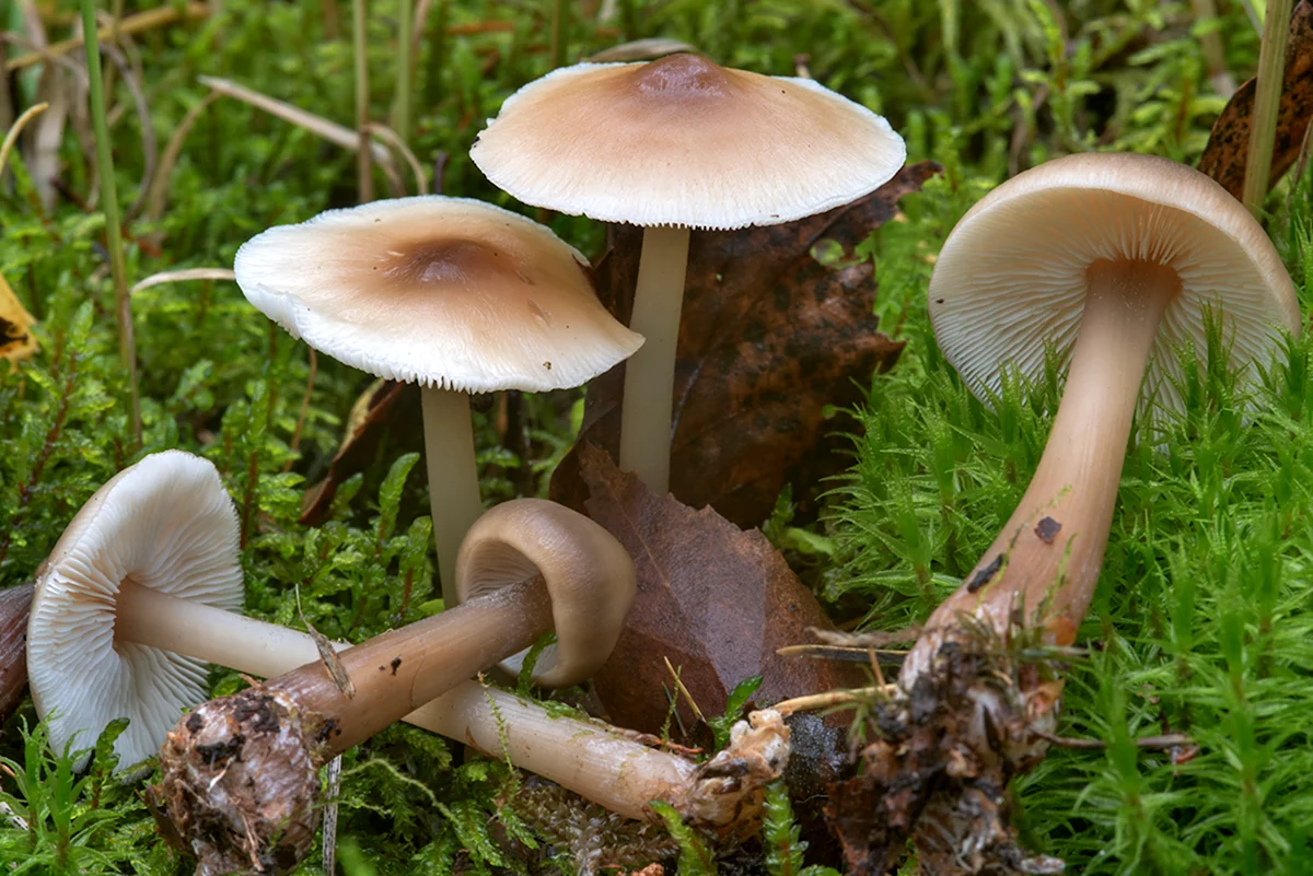 Коллибия Каштановая Collybia butyracea