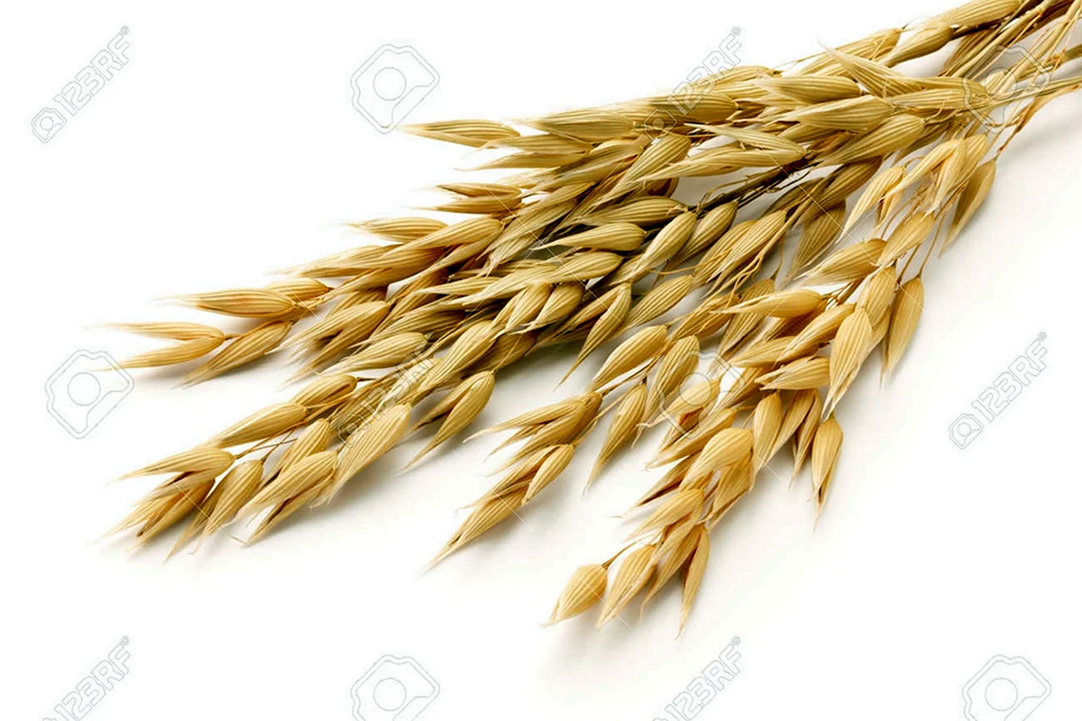 Колос овса