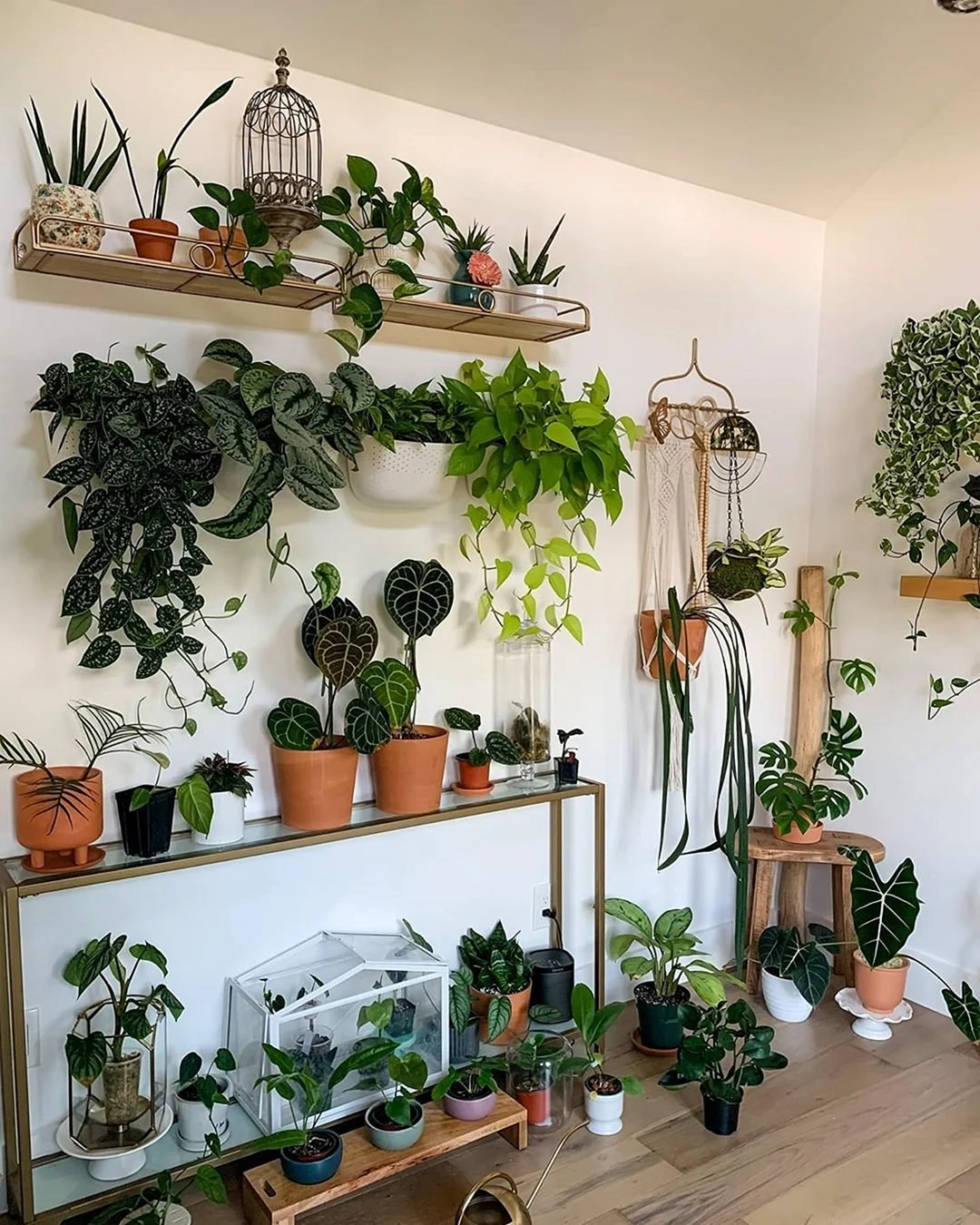 Интересные комнатные растения для дома