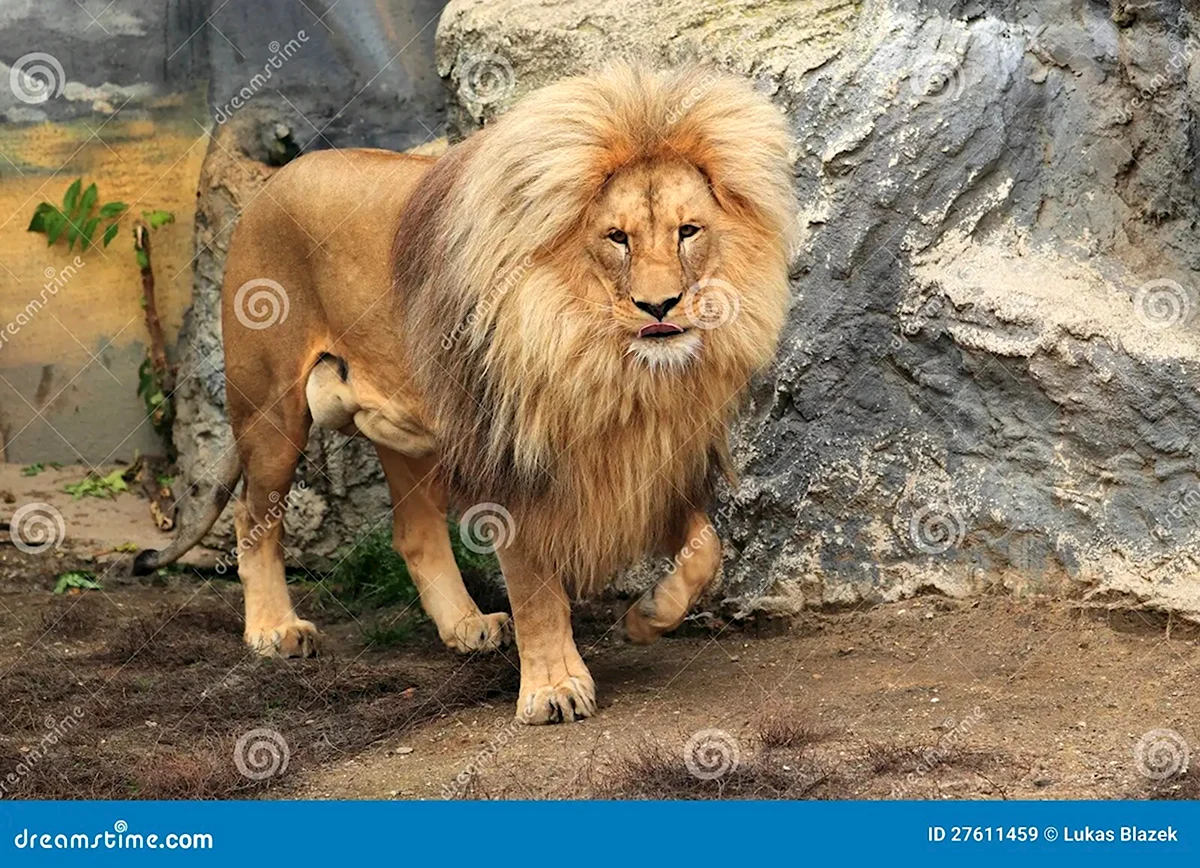 Конголезский лев