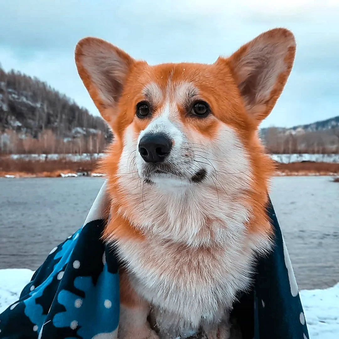 Корги Арчи