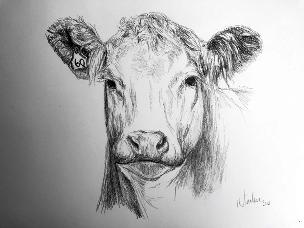 Рисунок коровы для срисовки