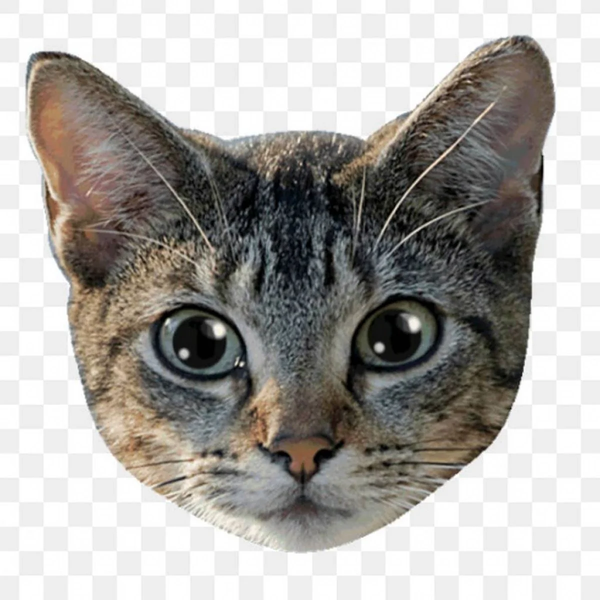 Кошачья голова