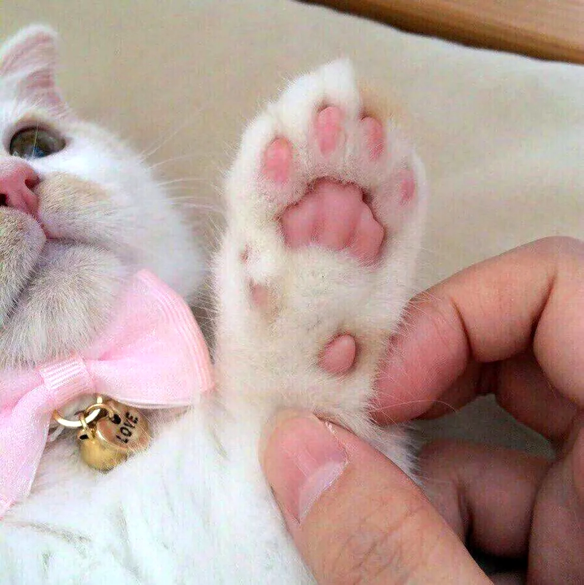 Кошачья лапка