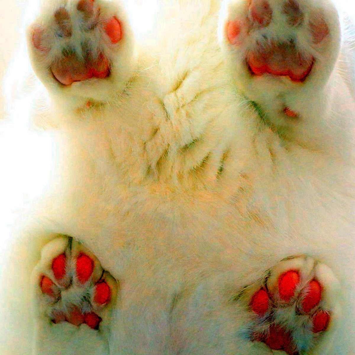 Кошачья лапка