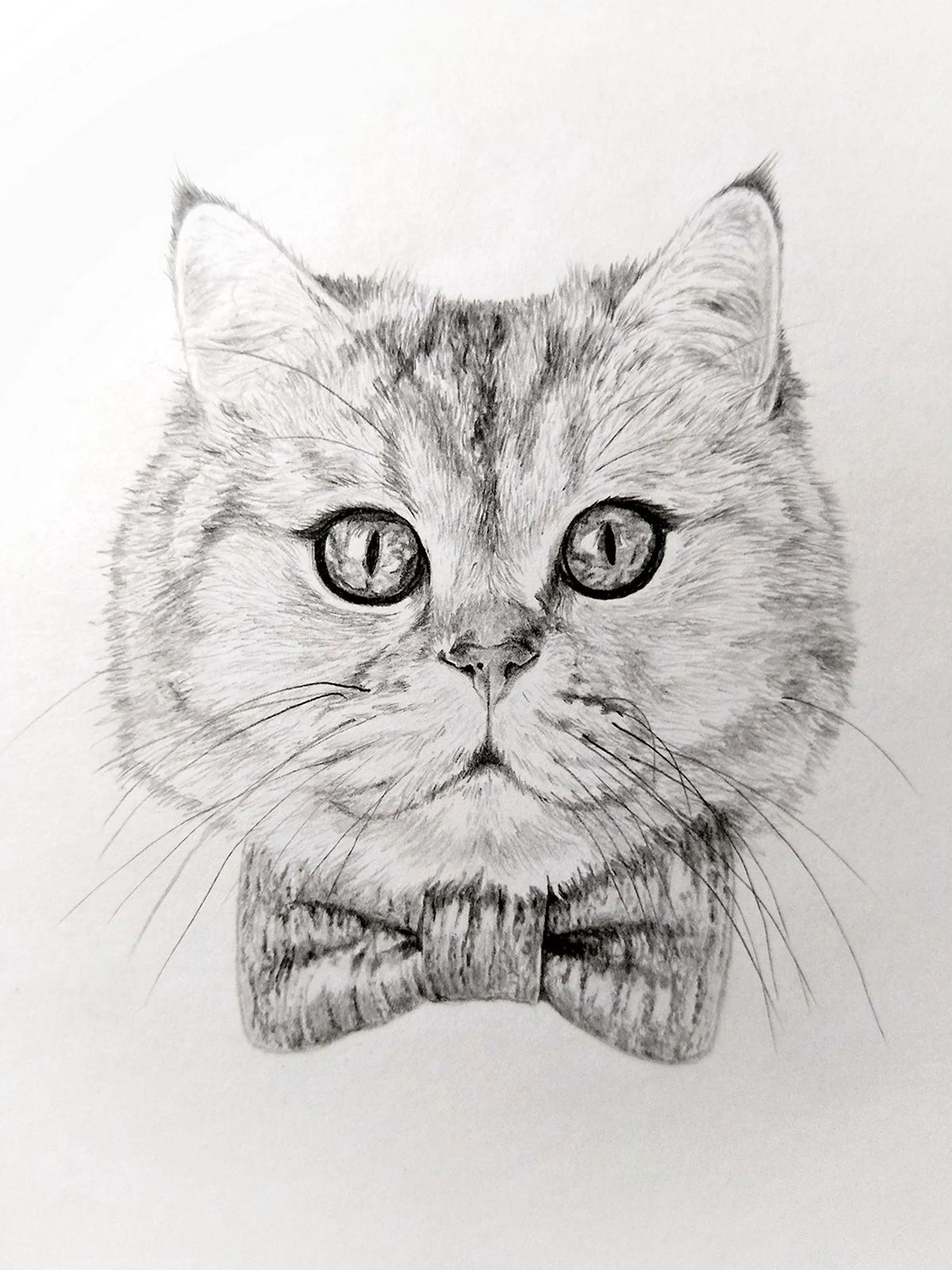 Кошка карандашом