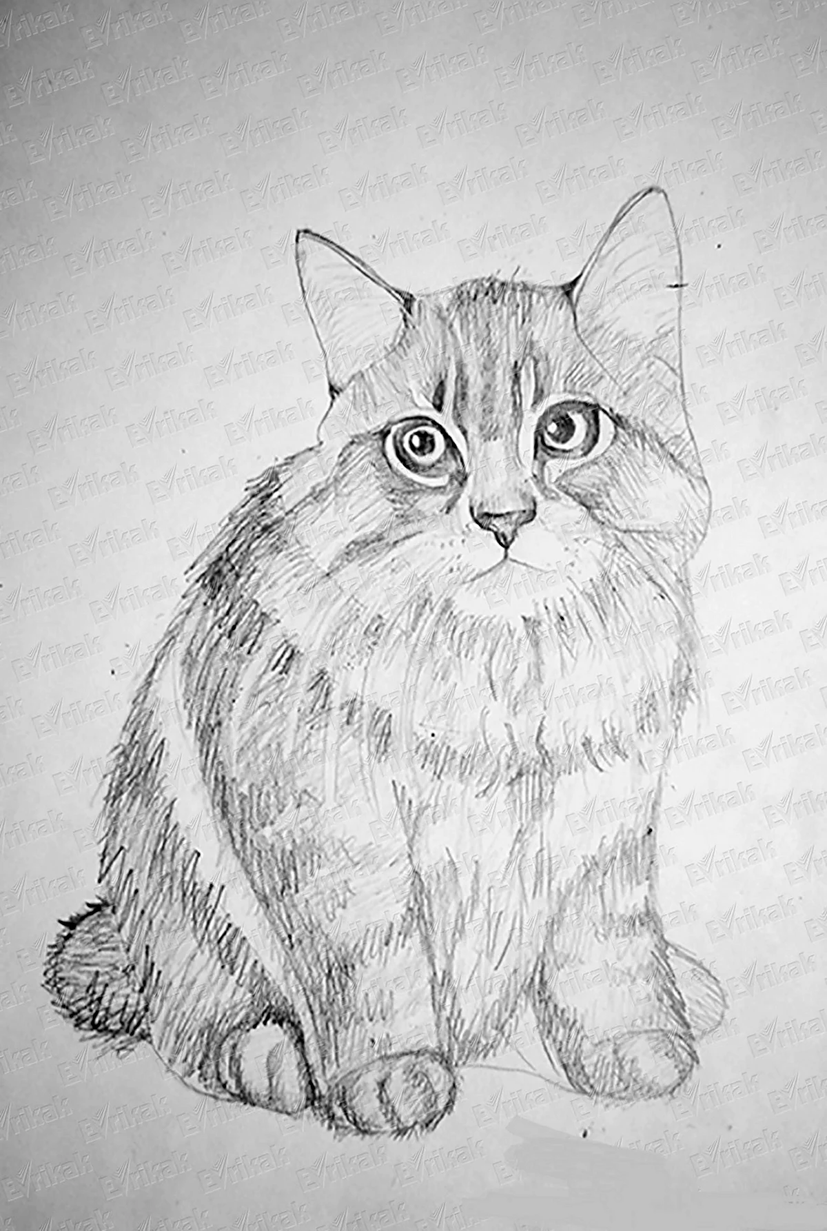 Кошка карандашом
