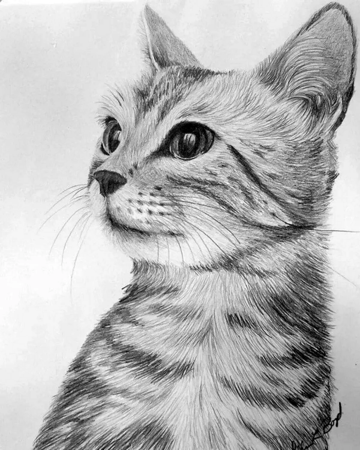 Кошка карандашом
