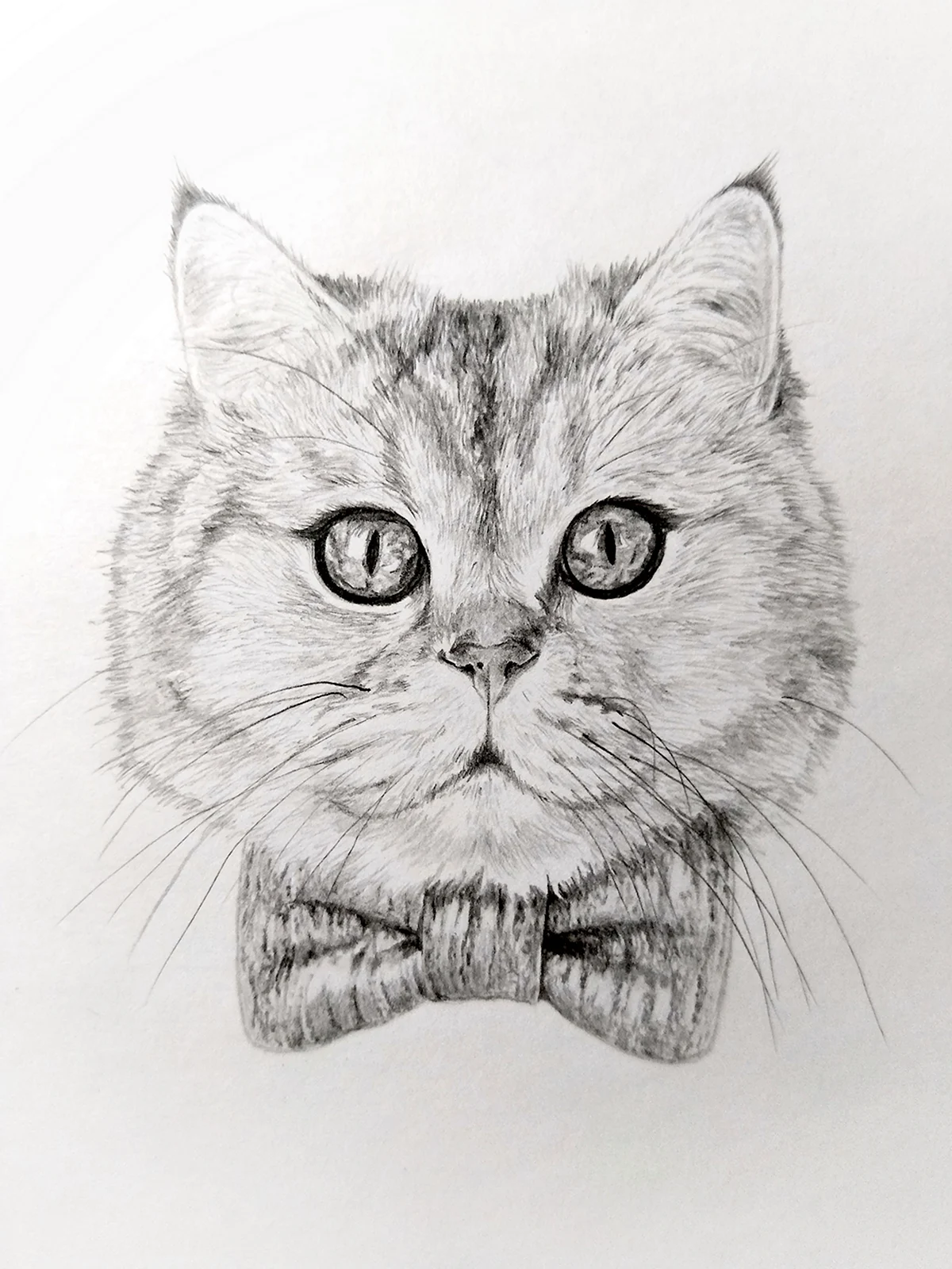 Кошка карандашом