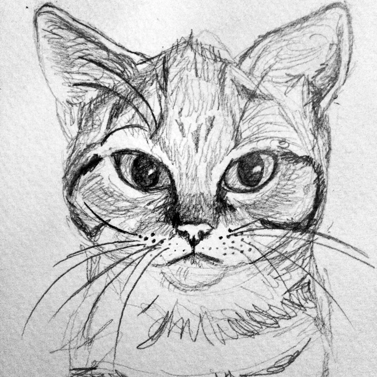 Кошка карандашом