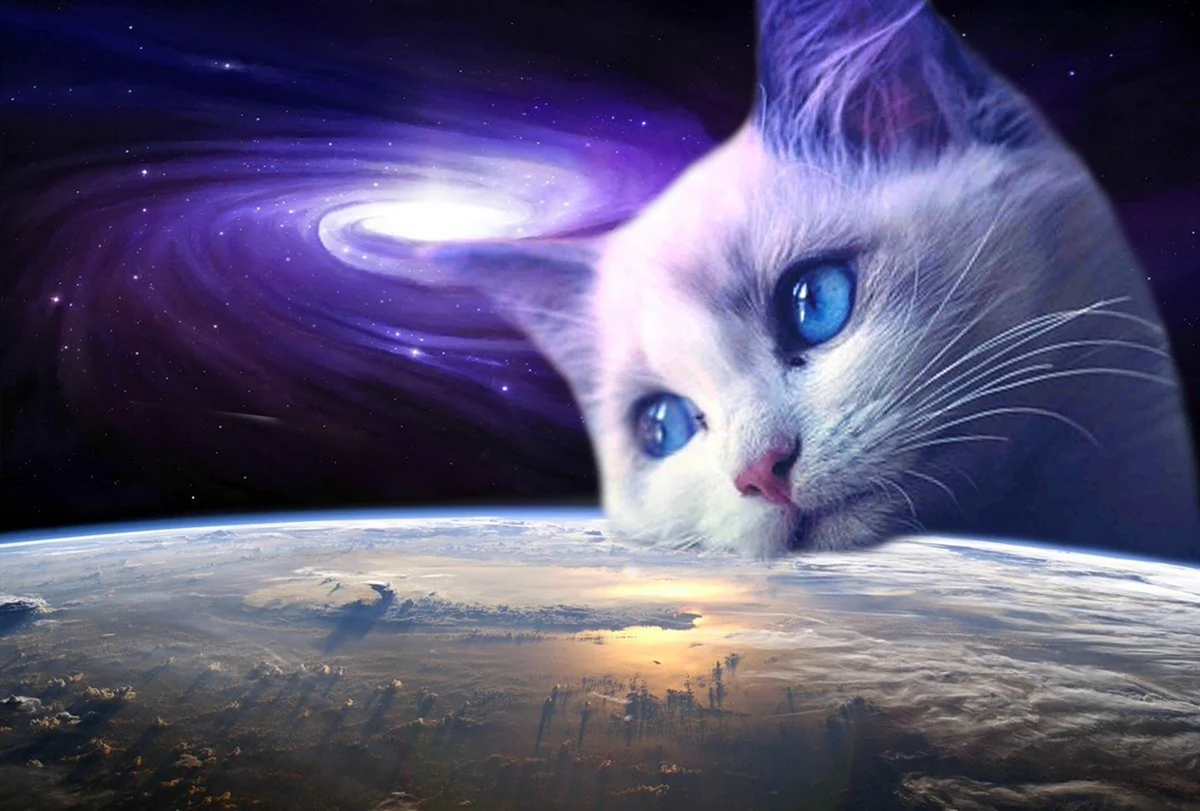 Космический кот