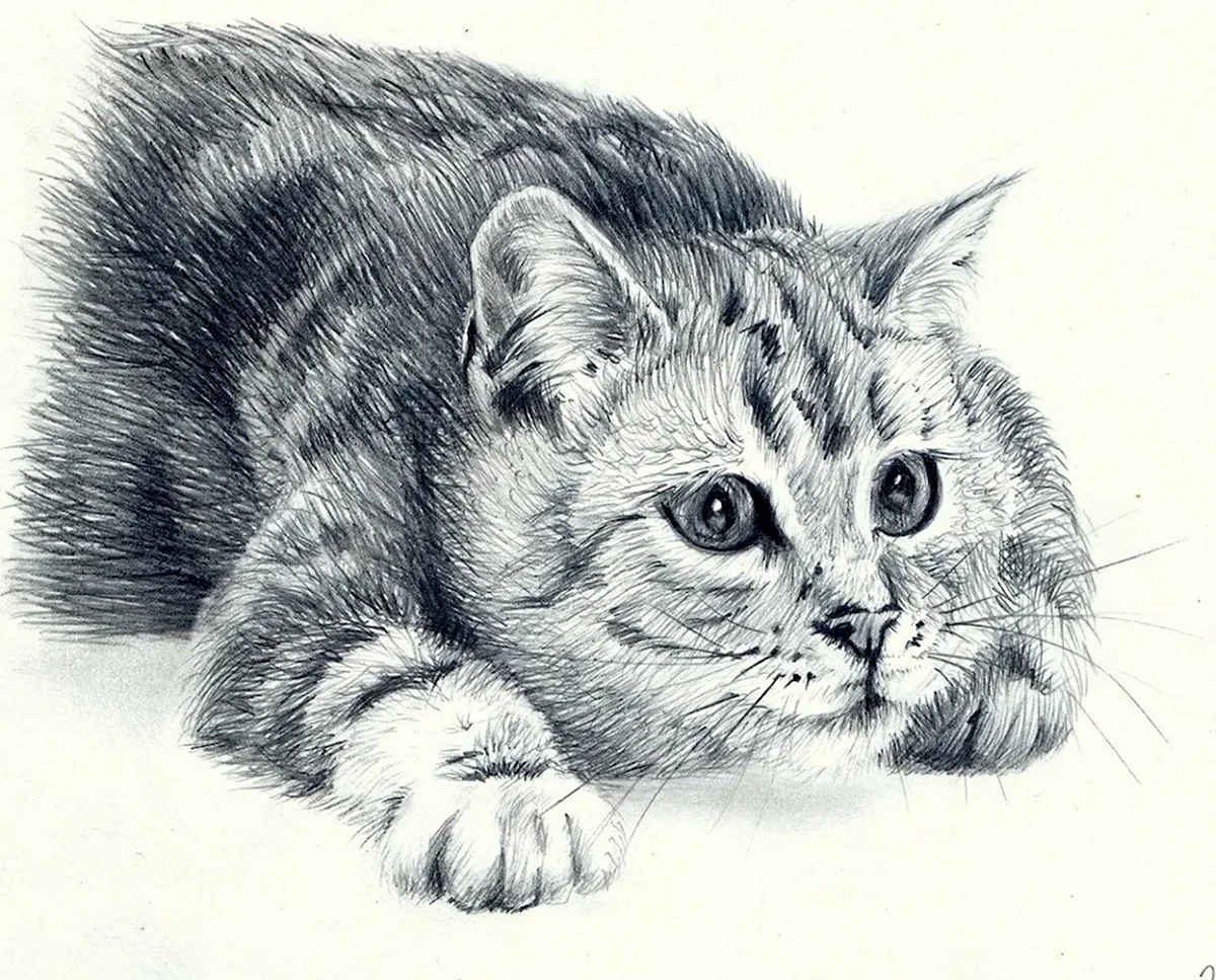 Кот карандашом