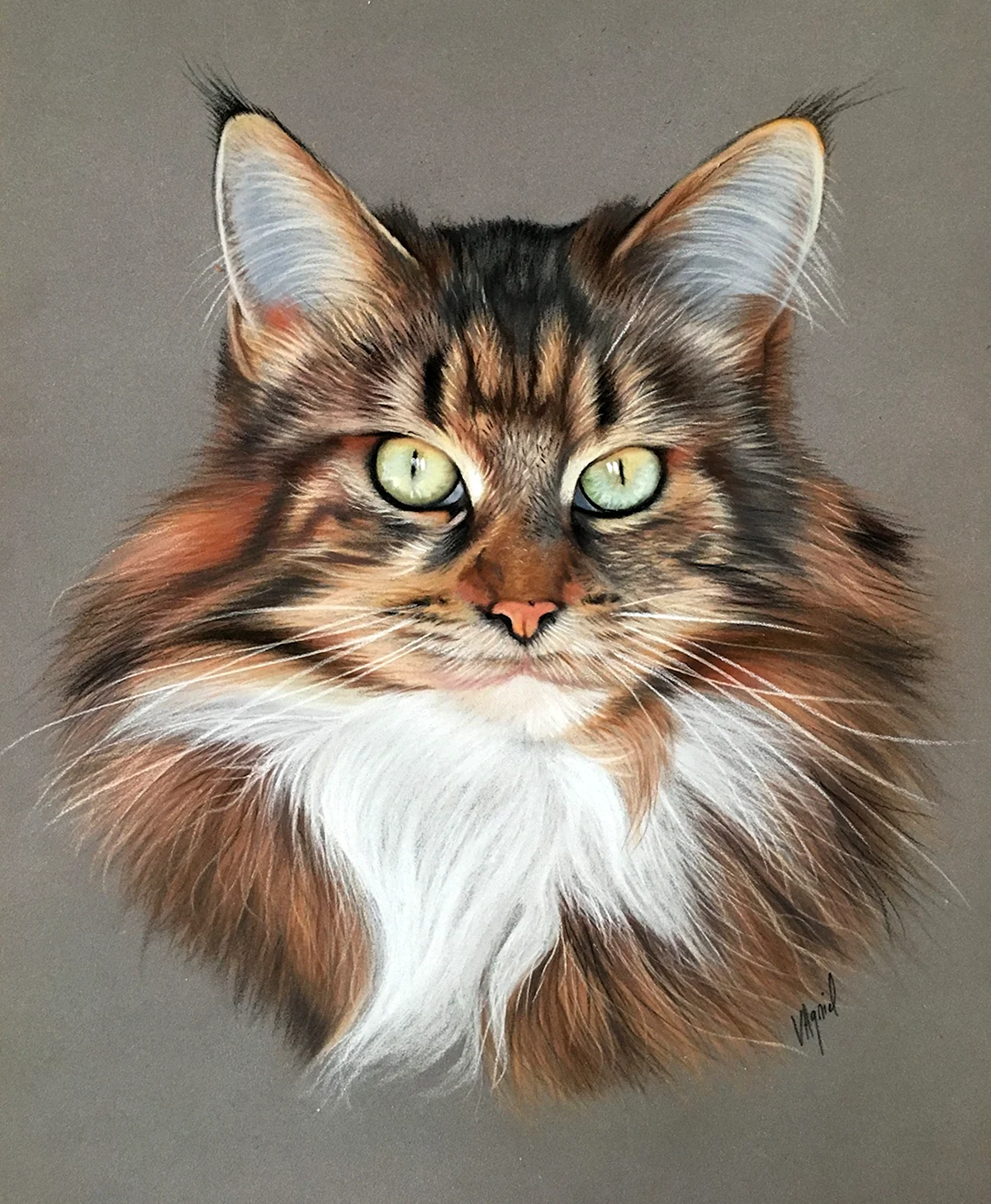 Кот Мейн кун арт